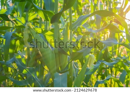 a front selective focus picture of organic young corn at agriculture field. 