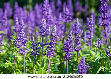 Close up Lavandula angustifolia, Levander floral pattern, bunch of flowers in bloom, purple lilac scented flowering plant on green bokeh background, selective focus Royalty-Free Stock Photo #2124636050