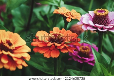 Zinnia flowers in the garden, orange and pink zinnias closeup Royalty-Free Stock Photo #2124638735