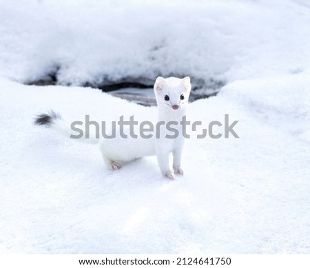 White weasel out hunting for prey Royalty-Free Stock Photo #2124641750