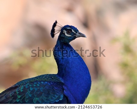 A colorful blue peacock portrait