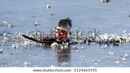 A Northern Harrier flying and eating on a goose. 