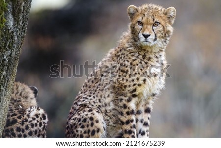 Cheetah wild animal from the jungle. the picture is best for Wallpaper