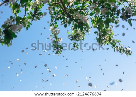 Flowers of the spring apple tree are showered and the sky is blue. Petals in flight (copy space).