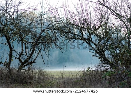 A panoramic background of tree archway with fog for wedding