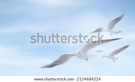 natural wild bird background of flock of seagull birds flying together over blue sky with motion blurred wing
