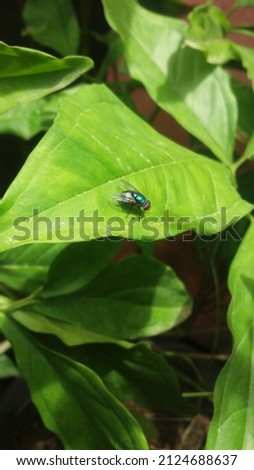 Photo of a fly perched on a green leaf