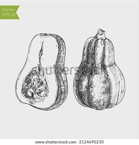 Black and white engraved butternut squash. Vector illustration Royalty-Free Stock Photo #2124690230