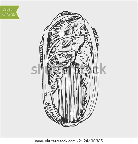 Black and white engraved chinise cabbage. Vector illustration Royalty-Free Stock Photo #2124690365