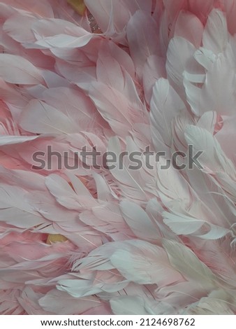 Pattern of beautiful feather background