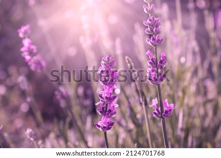 Lavender flowers. evening light. Blurry background. Selective focus