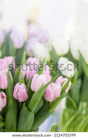 Pink and white tulip flower background, sweet love, spring season, decoration flower