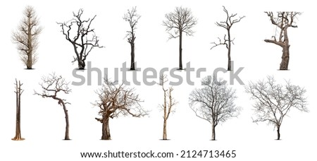 Collection of dead tree,dry tree, isolated on white background. Royalty-Free Stock Photo #2124713465
