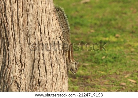 Closeup of a Palm squirrel  on tree trunk