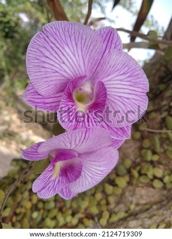 Bunch of stripe purple orchid flower blooming in the garden Royalty-Free Stock Photo #2124719309
