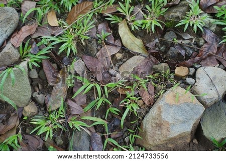 natural stone, close-up photo of natural stone, suitable for background needs around rocks and nature