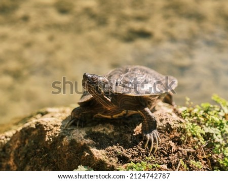 cute turtle in a lake