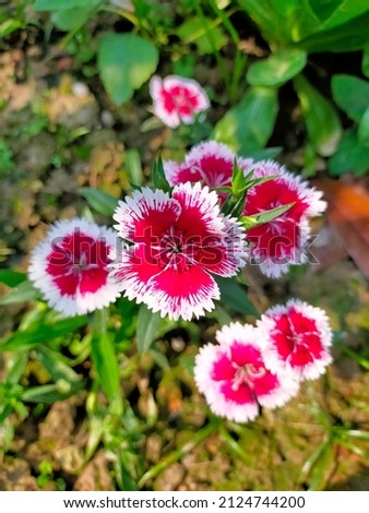 Pink colour Dianthus flower image.