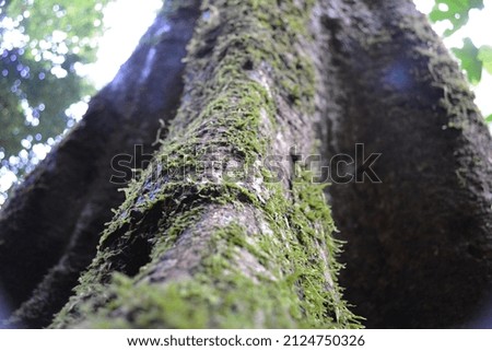 Tree covered with moss, low angle picture