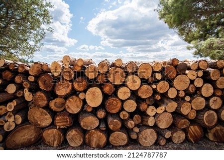 Fresh cut pine tree lumbers in the forest Royalty-Free Stock Photo #2124787787
