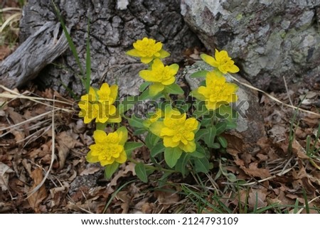 Euphorbia epithymoides, Euphorbia polychroma, Euphorbiaceae. Wild plant shot in spring. Royalty-Free Stock Photo #2124793109