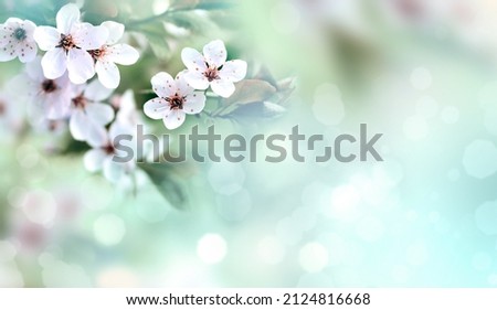 Flowering branches on a color blurry background. Spring concept.