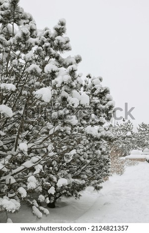 Beautiful snow scenes, green pine trees, white heavy snow, cold winter in the leisure community
