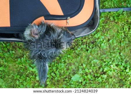 A small gray dog in a suitcase on grass. travel concept. Top view