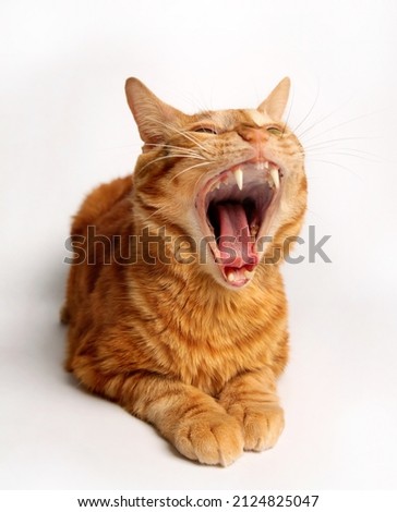 a red cat on a white background yawns