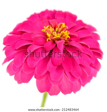 pink chrysanthemum on white background