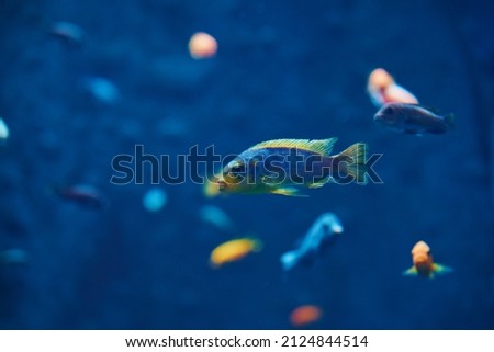 Colorful fishes in the deep under water, sea fish in zoo aquarium, close up Royalty-Free Stock Photo #2124844514