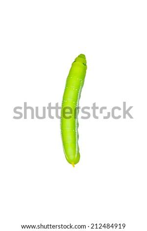 Daphnis nerii,Green worm isolated on white 