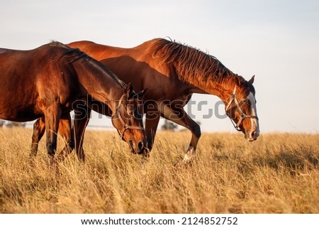 Two horses walking on pasture. Animal farm. Thoroughbred horse mare grazing grass at summer Royalty-Free Stock Photo #2124852752