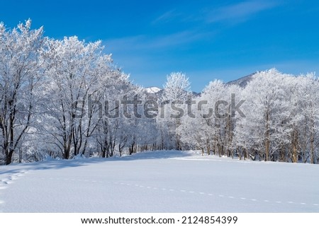 Frost covered trees in Furano in Hokkaido. Royalty-Free Stock Photo #2124854399