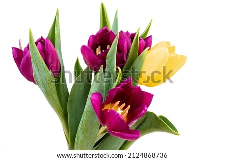 Beautiful fresh purple, yellow tulips for Mother's Day on white background. Spring background. 