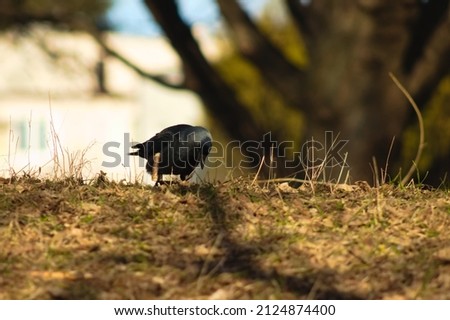 A crow looking for food in the grass on a sunny spring day.