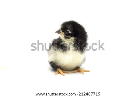 Black chick on white background. Photo.