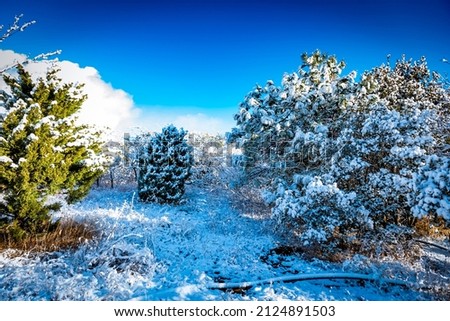 Snow covered fir trees in the winter forest. Winter snowy forest. 