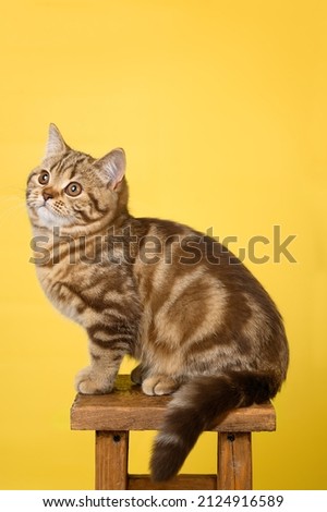 British kitten of marble chocolate color on a yellow background. 