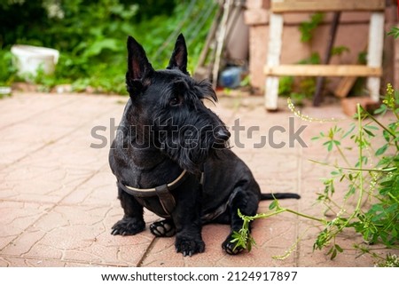 The Scottish Terrier , popularly called the Scottie, is a breed of dog. Initially one of the highland breeds of terrier that were grouped under the name of Skye Terrier, 