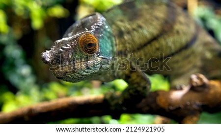 Potrait of parson's chameleon closeup picture exotic specie in the tropic forrest going through tree different color black eyes green background amazing animal lizard on the branch  jungle daytime