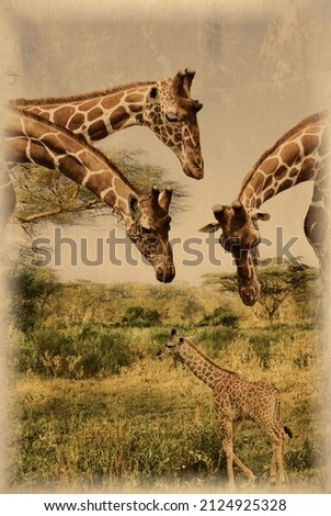 Old photo of giraffes on Kilimanjaro in Amboseli National Park