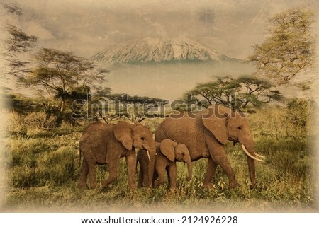 Old photo of elephants and Mount Kilimanjaro in Amboseli National Park