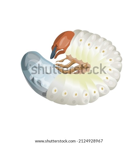 Larva chafer. Grub may beetle. Maggot cockchafer. Bug caterpillar. Vector illustration in realistic style isolated on white background