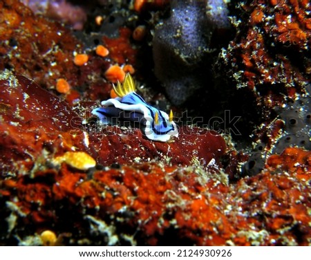A Chromodoris Lochi nudibranch Boracay Island Philippines                               