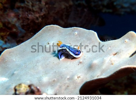 A Chromodoris Lochi nudibranch on a brown soft coral Boracay Island Philippines                              