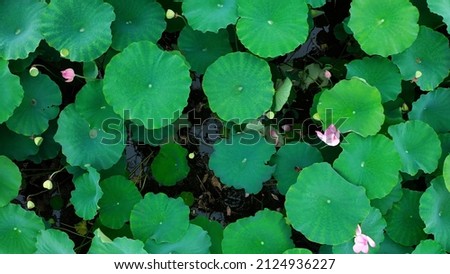 Beautiful natural green lotus pond leaf plants with violet flowers lily summer season field blooming flora color zen bright no people peaceful picture asia scenic view
