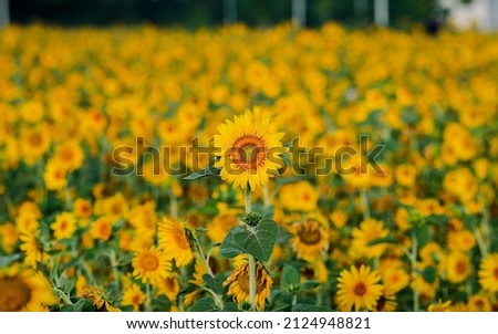 Sunflower beautiful landscape floral sunshine. with vibrant yellow color