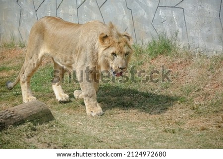 The lion is a species of carnivorous mammal of the genus Panthera and the family Felidae. 