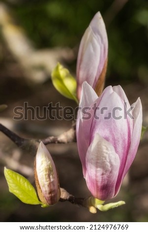 Close-up of a magnolia blossom and flower bud in the spa gardens of Wiesbaden - Germany 